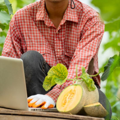 When ICTs meet agriculture: Connected melon farmers bear fruit
